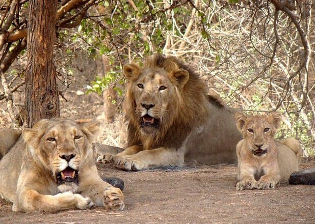 Gir National Park — a popular destination from Surat