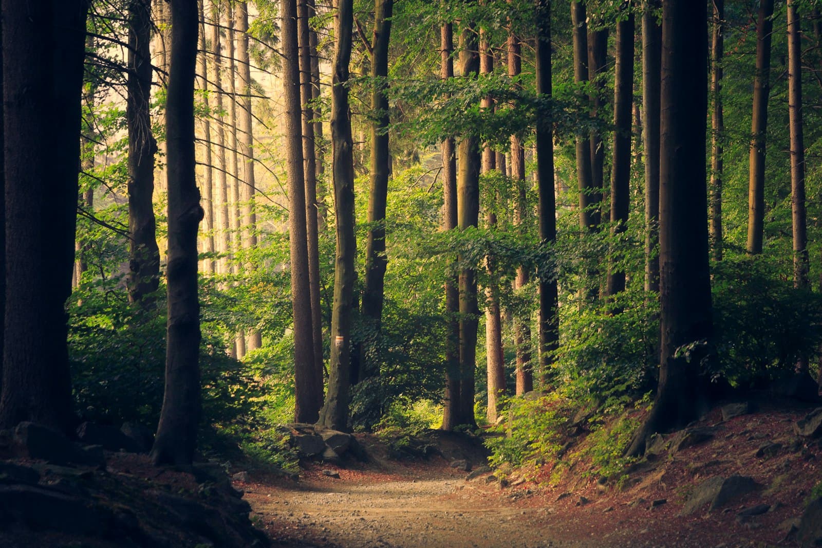 Quiet forest trail near Polo Forest